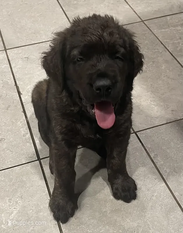Bertha – English Mastiff puppy for sale in Red Lion, PA
