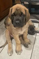 Wiggles, a female English Mastiff for sale in Red Lion, PA – 1 of 1