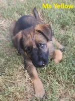 Ms Yellow , a female German Shepherd Dog for sale in Rice, TX – 3 of 6