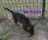 Ms Purple , a female German Shepherd Dog for sale in Rice, TX – 4 of 4