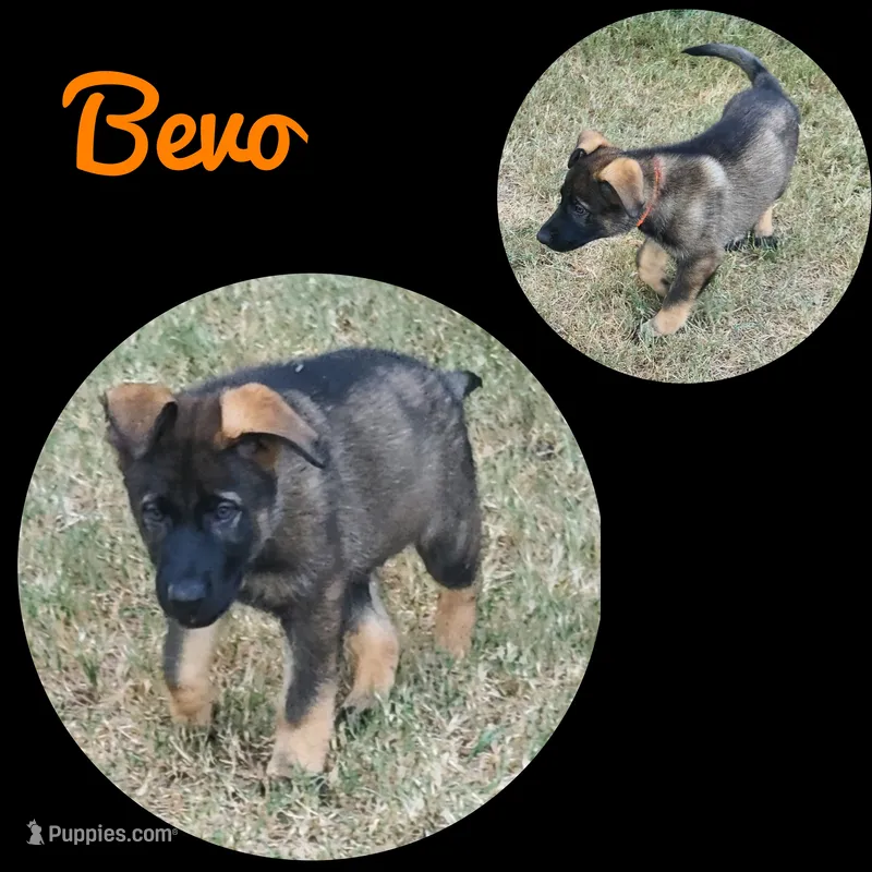 Mr Bevo – German Shepherd Dog puppy for sale in Rice, TX
