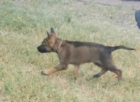 Little Pinky (Zena), a female German Shepherd Dog for sale in Rice, TX – 8 of 8