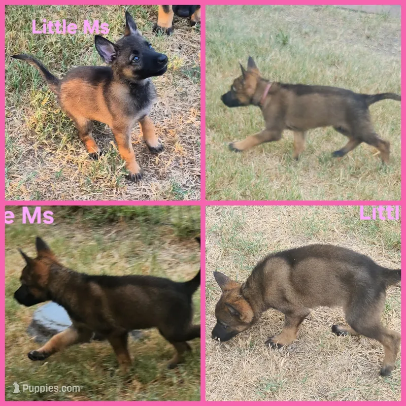 Little Pinky  – German Shepherd Dog puppy for sale in Rice, TX