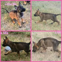 Little Pinky (Zena), a female German Shepherd Dog for sale in Rice, TX – 2 of 8