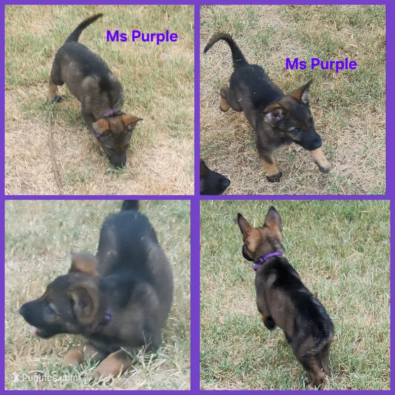Ms Purple  – German Shepherd Dog puppy for sale in Rice, TX