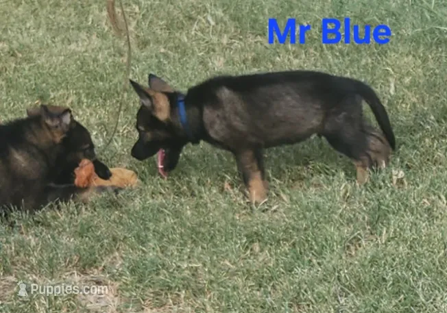 Mr Blue  – German Shepherd Dog puppy for sale in Rice, TX