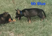 Mr Blue , a male German Shepherd Dog for sale in Rice, TX – 1 of 2