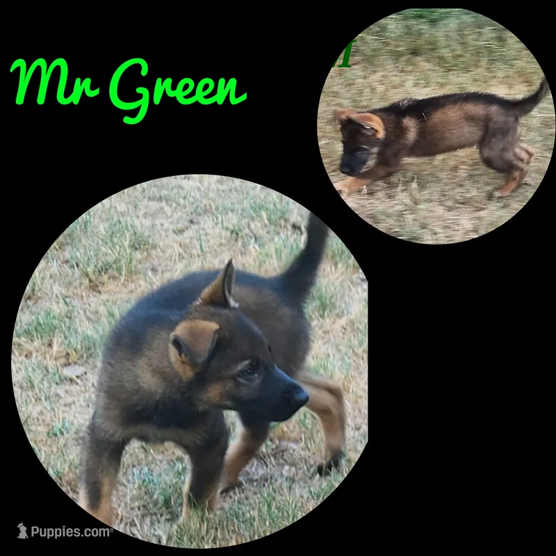 Mr Green  – German Shepherd Dog puppy for sale in Rice, TX