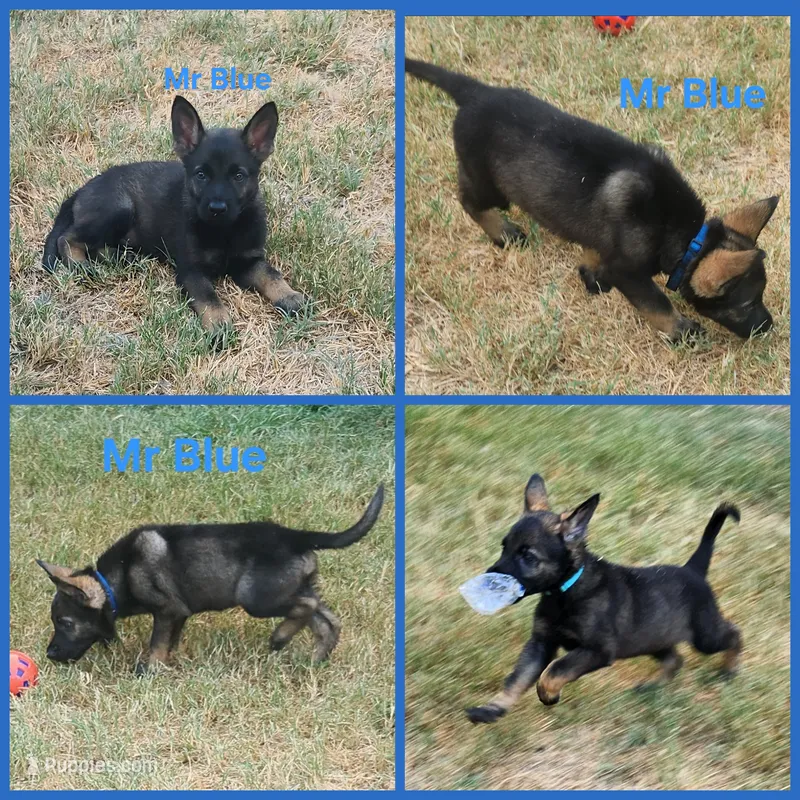 Mr Blue  – German Shepherd Dog puppy for sale in Rice, TX
