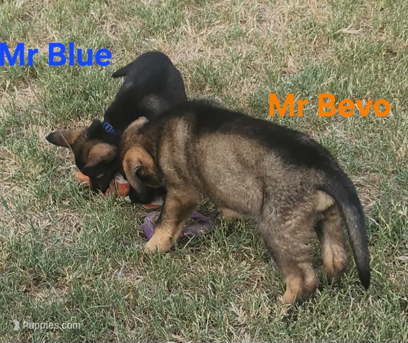 Mr Bevo – German Shepherd Dog puppy for sale in Rice, TX