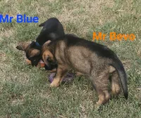 Mr Bevo, a male German Shepherd Dog for sale in Rice, TX – 1 of 2