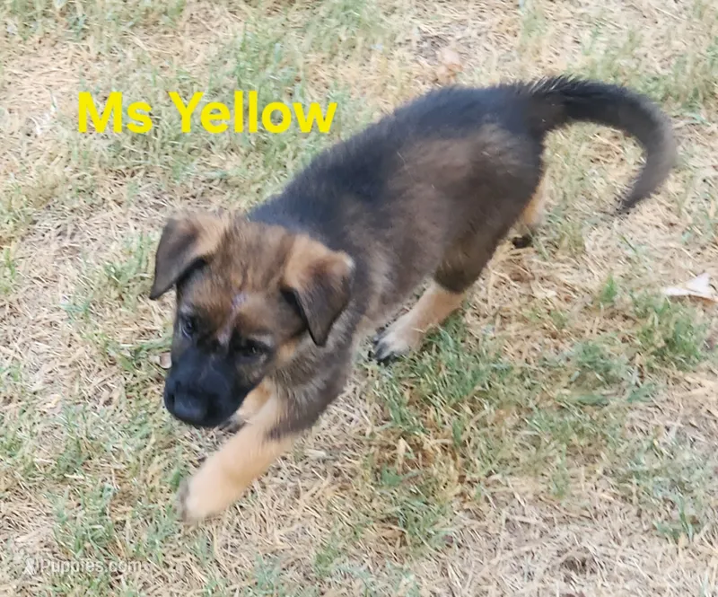 Ms Yellow  – German Shepherd Dog puppy for sale in Rice, TX