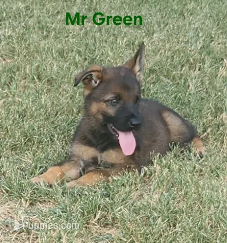 Mr Green  – German Shepherd Dog puppy for sale in Rice, TX