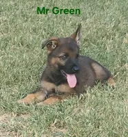 Mr Green , a male German Shepherd Dog for sale in Rice, TX – 1 of 2