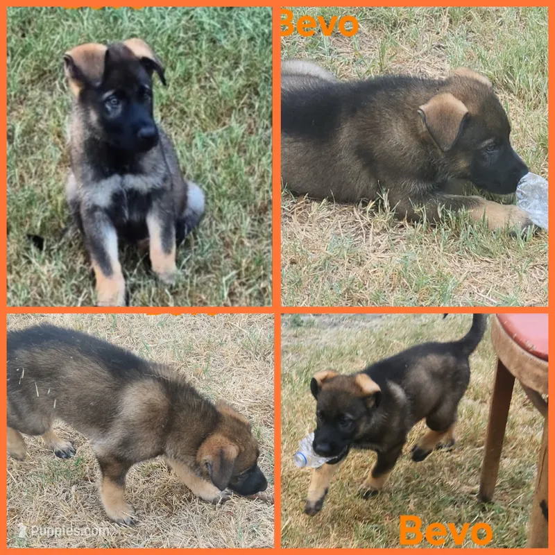Mr Bevo – German Shepherd Dog puppy for sale in Rice, TX