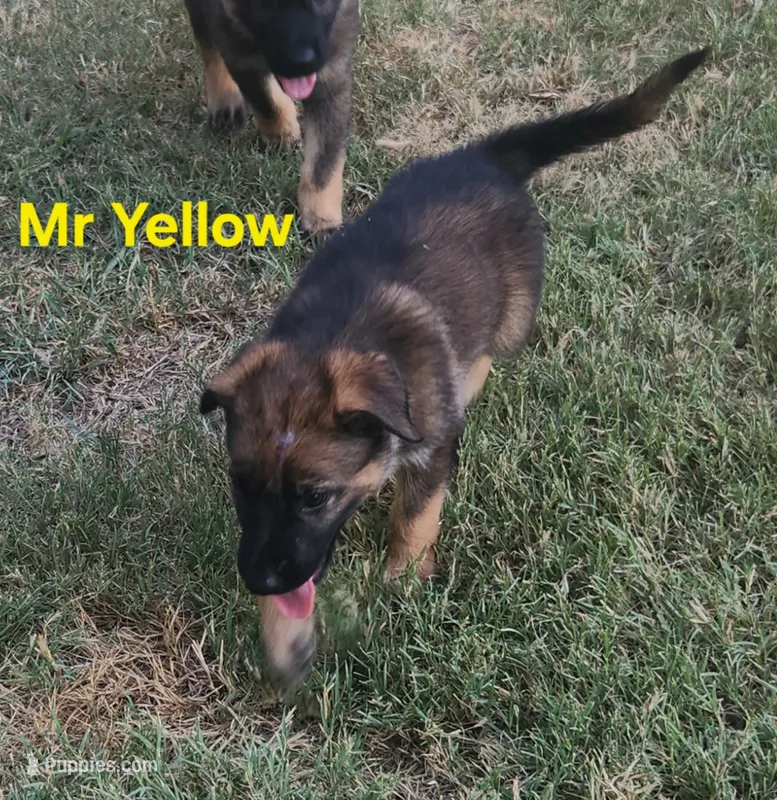 Ms Yellow  – German Shepherd Dog puppy for sale in Rice, TX