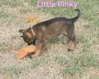 Ms Yellow , a female German Shepherd Dog for sale in Rice, TX – 6 of 6
