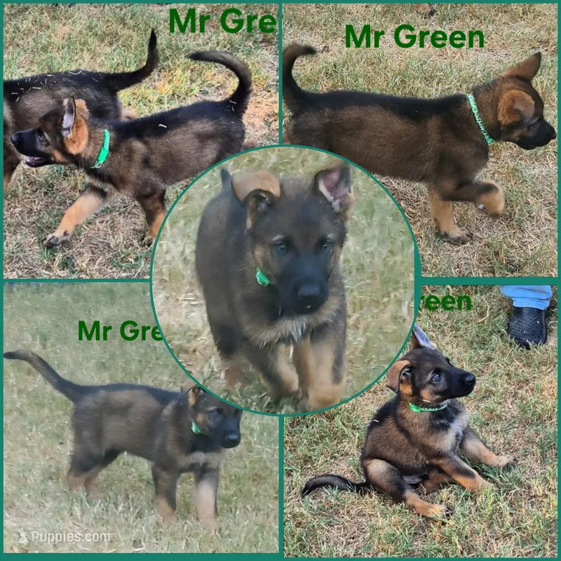 Mr Green  – German Shepherd Dog puppy for sale in Rice, TX