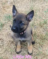 Little Pinky (Zena), a female German Shepherd Dog for sale in Rice, TX – 5 of 8
