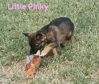 Ms Yellow , a female German Shepherd Dog for sale in Rice, TX – 4 of 6