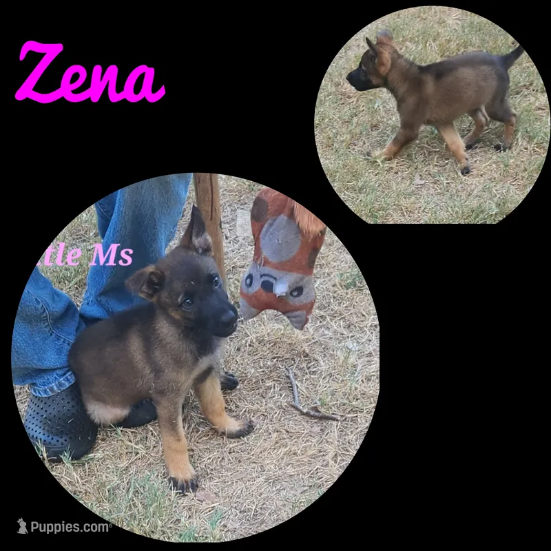 Little Pinky (Zena) – German Shepherd Dog puppy for sale in Rice, TX