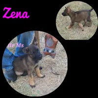 Little Pinky (Zena), a female German Shepherd Dog for sale in Rice, TX – 1 of 8
