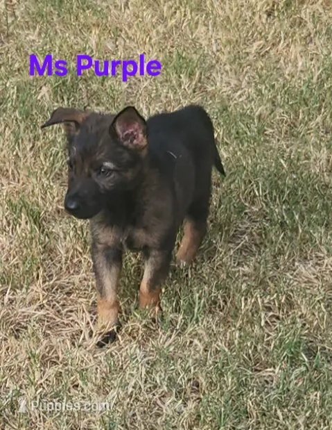 Ms Purple  – German Shepherd Dog puppy for sale in Rice, TX