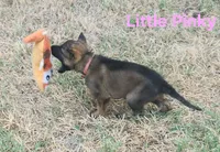 Little Pinky (Zena), a female German Shepherd Dog for sale in Rice, TX – 4 of 8