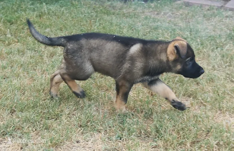 Mr Bevo – German Shepherd Dog puppy for sale in Rice, TX