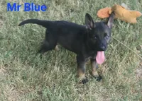 Mr Blue , a male German Shepherd Dog for sale in Rice, TX – 2 of 2