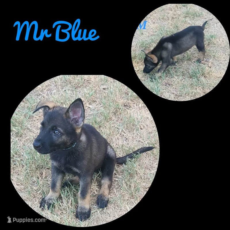 Mr Blue  – German Shepherd Dog puppy for sale in Rice, TX