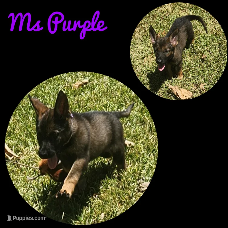 Ms Purple  – German Shepherd Dog puppy for sale in Rice, TX