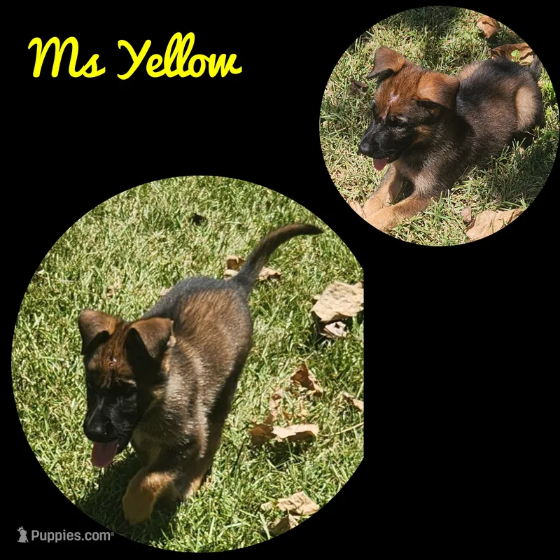 Ms Yellow  – German Shepherd Dog puppy for sale in Rice, TX