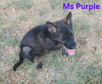 Ms Purple , a female German Shepherd Dog for sale in Rice, TX – 3 of 4