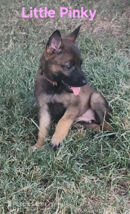 Little Pinky  – German Shepherd Dog puppy for sale in Rice, TX