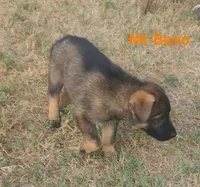 Mr Bevo, a male German Shepherd Dog for sale in Rice, TX – 2 of 2