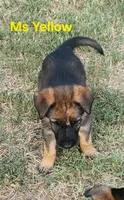 Ms Yellow , a female German Shepherd Dog for sale in Rice, TX – 2 of 6