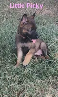 Ms Yellow , a female German Shepherd Dog for sale in Rice, TX – 5 of 6