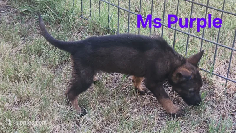 Ms Purple  – German Shepherd Dog puppy for sale in Rice, TX