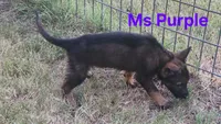 Ms Purple , a female German Shepherd Dog for sale in Rice, TX – 2 of 4