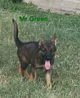 Mr Green , a male German Shepherd Dog for sale in Rice, TX – 2 of 2