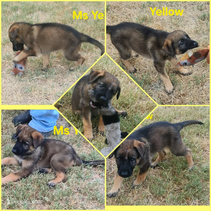 Ms Yellow  – German Shepherd Dog puppy for sale in Rice, TX