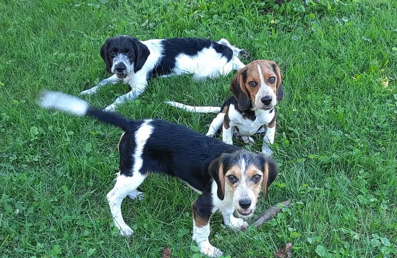 Roscoe – Cavapoo, Beagle puppy on hold in New Marshfield, OH