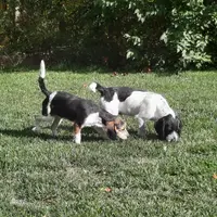 Roscoe, a male Cavapoo and Beagle for sale in New Marshfield, OH – Photo 2 of 2