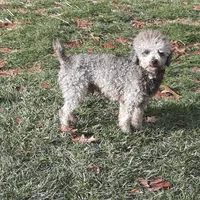 Asher, a male Poodle - Miniature  for sale in New Marshfield, OH – Photo 2 of 5