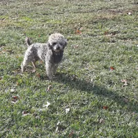 Asher, a male Poodle - Miniature  for sale in New Marshfield, OH – Photo 1 of 5