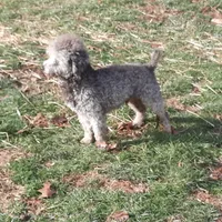 Asher, a male Poodle - Miniature  for sale in New Marshfield, OH – Photo 4 of 5