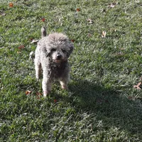 Asher, a male Poodle - Miniature  for sale in New Marshfield, OH – Photo 3 of 5
