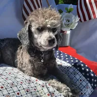 Asher, a male Poodle - Miniature  for sale in New Marshfield, OH – Photo 5 of 5