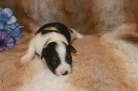 Abbey, a female Toy Australian Shepherd for sale in Ionia, IA – 1 of 3